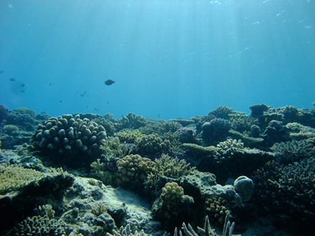 サンゴ保全活動